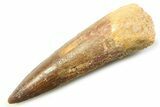 Fossil Spinosaurus Tooth - Real Dinosaur Tooth #357757-1